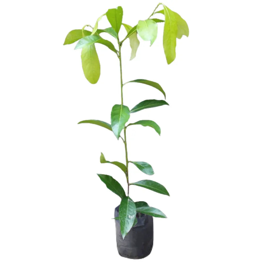 ARBOL ZAPOTE PRIETO - Vivero Yañez 