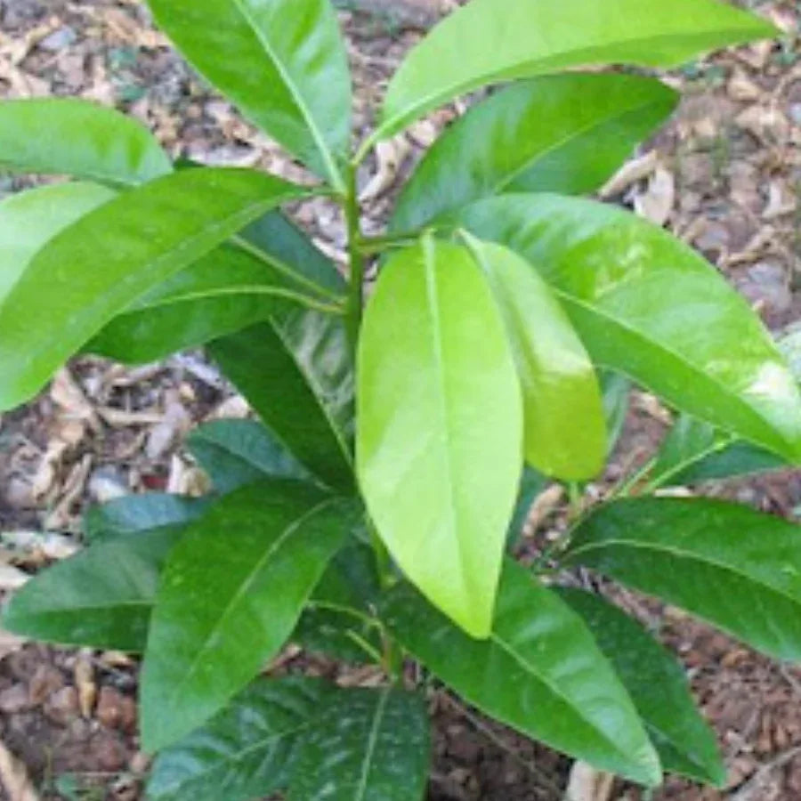 ARBOL ZAPOTE PRIETO - Vivero Yañez 