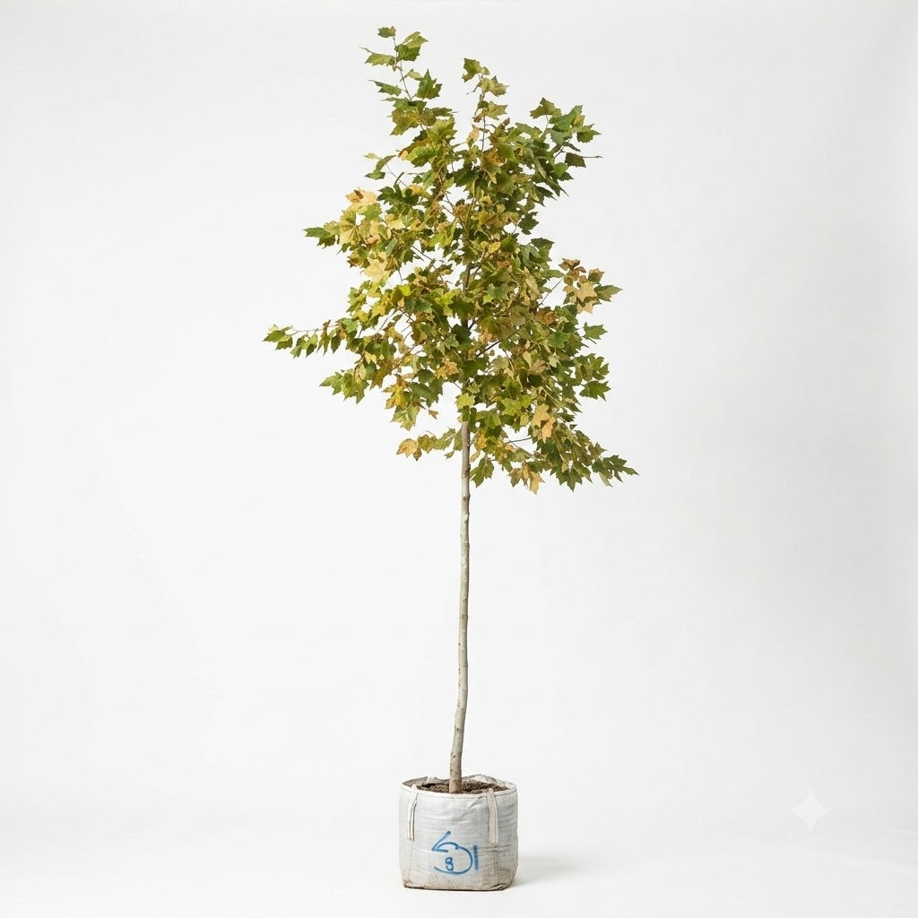 ARBOL ALAMO