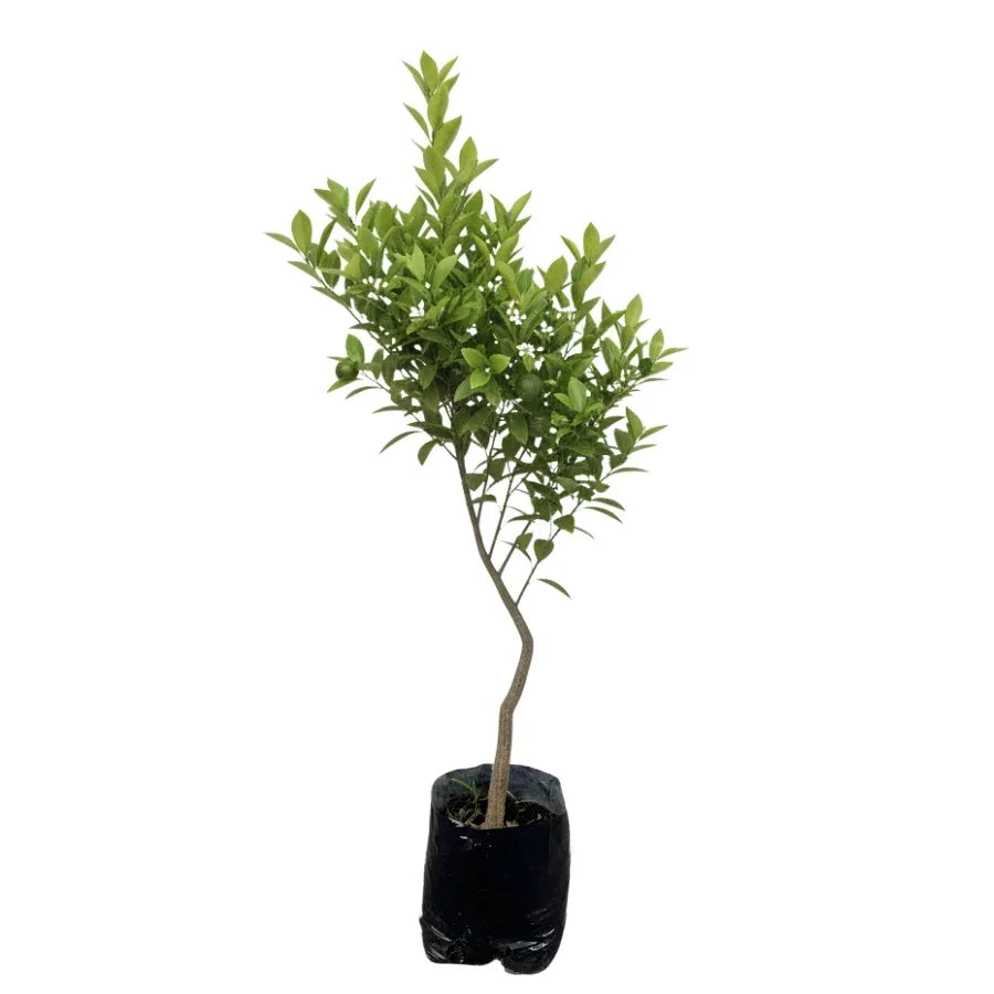 ARBOL NARANJA AGRIA - Vivero Yañez 