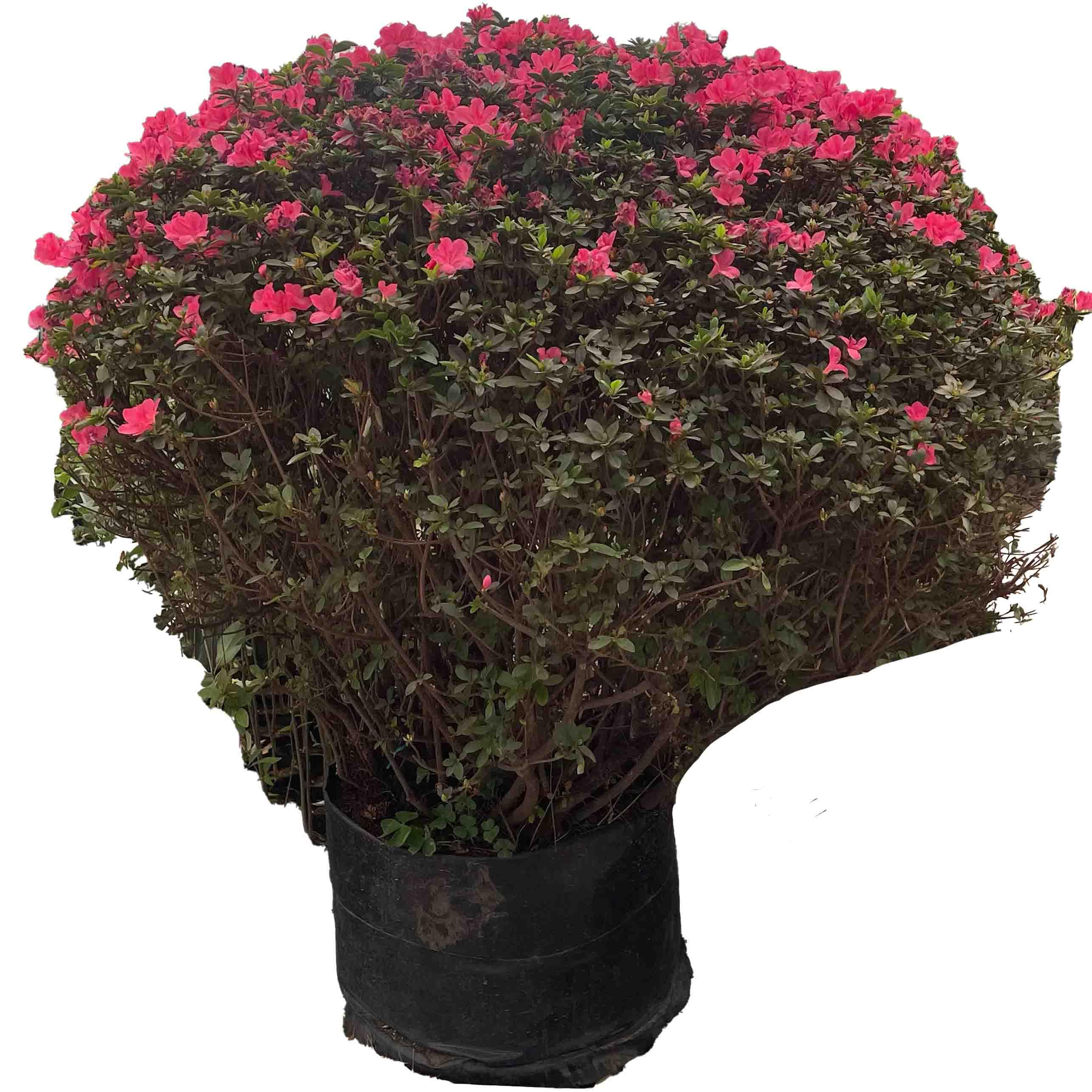 AZALEA BOLA GRANDE - Vivero Yañez 