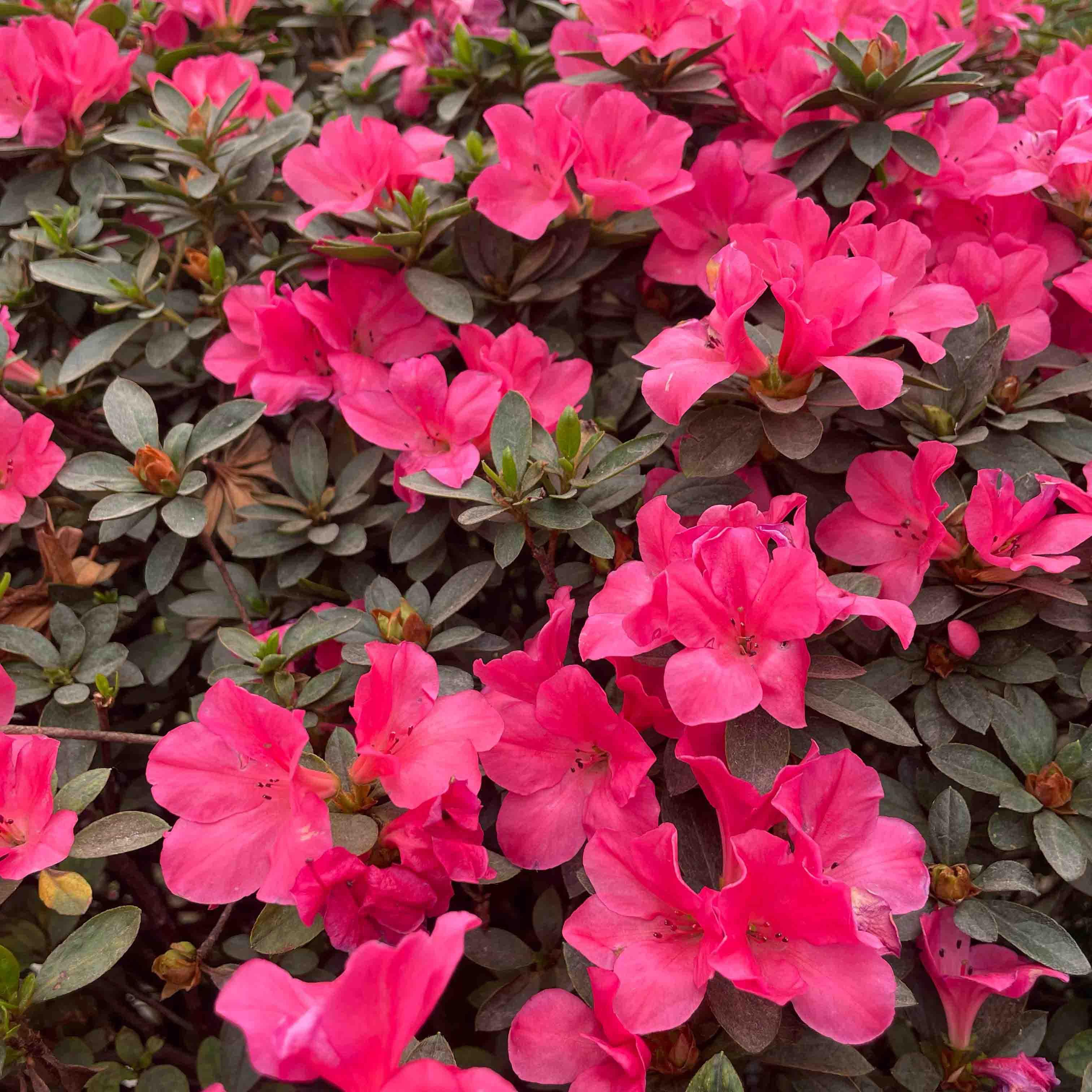 AZALEA BOLA GRANDE - Vivero Yañez 