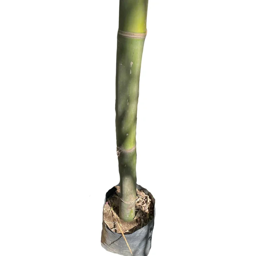 BAMBU TARRO CHICO - Vivero Yañez 