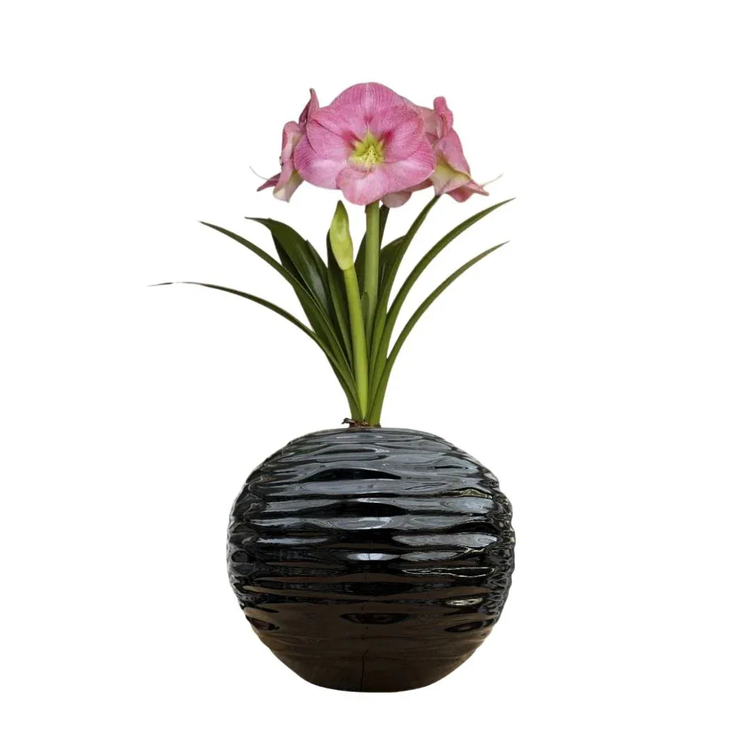 MACETA DE CERAMICA BIZNAGA - Vivero Yañez 