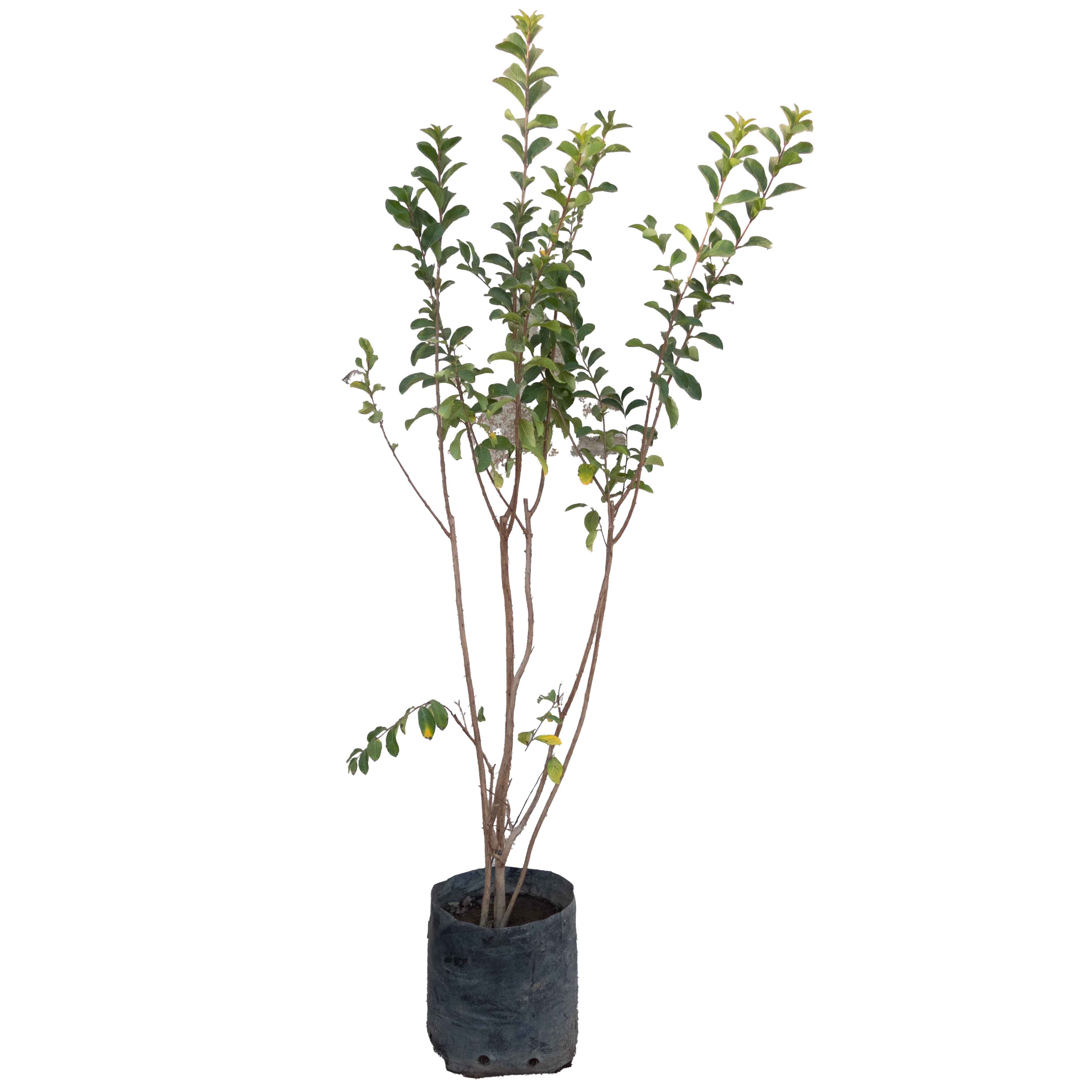 ARBOL CRESPON CHICO (ASTRONOMICA)