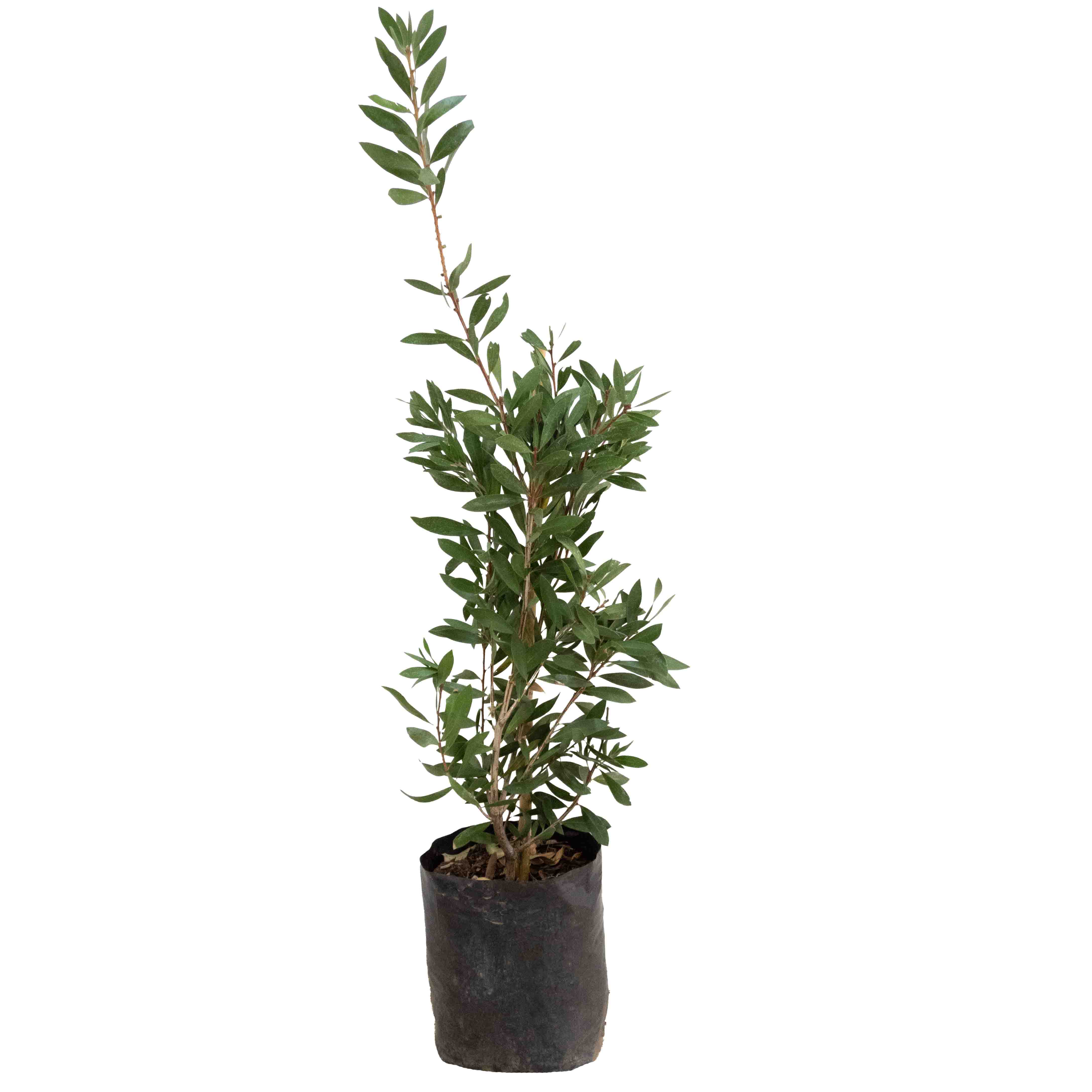 ARBOL CALISTEMO (CEPILLO)