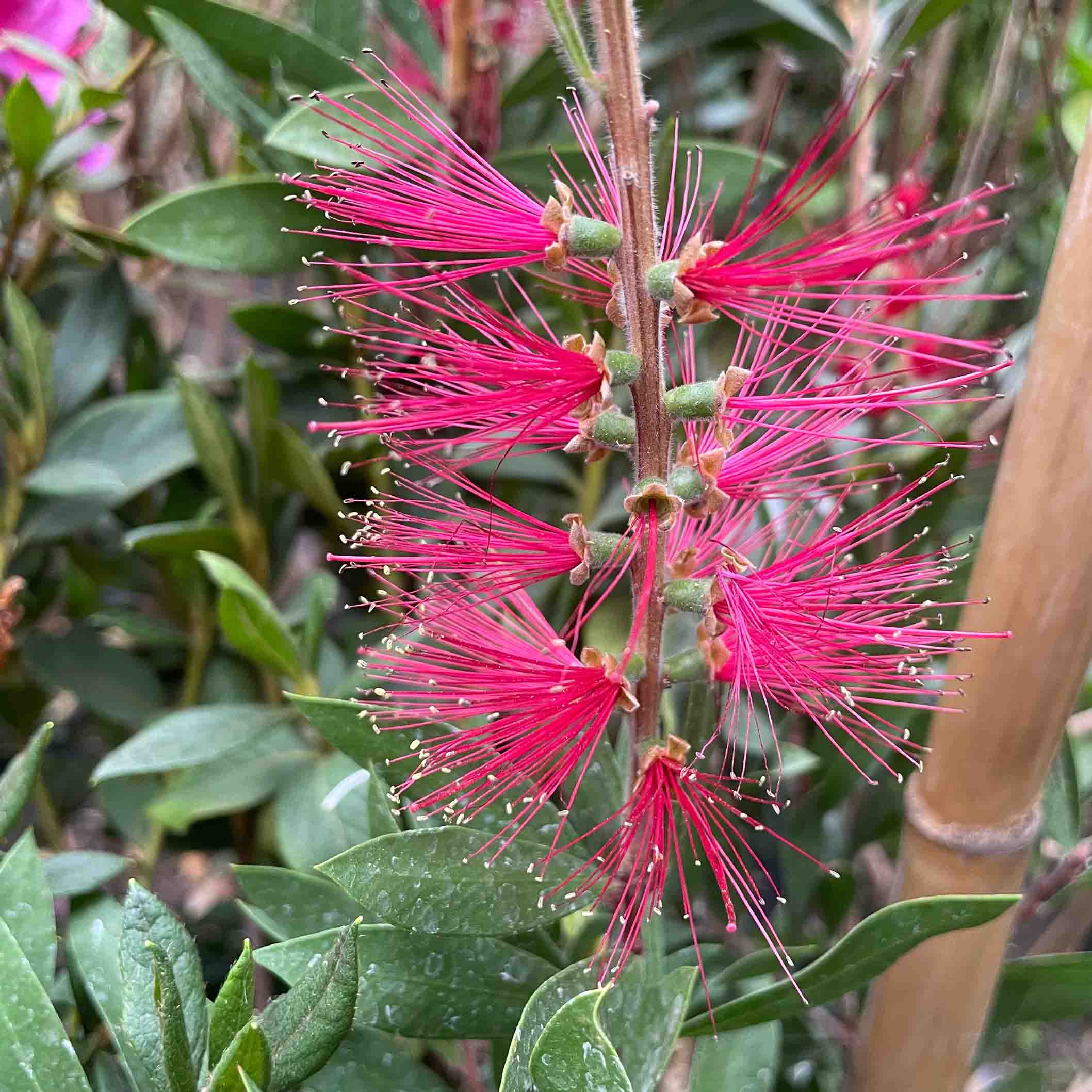 ARBOL CALISTEMO (CEPILLO)