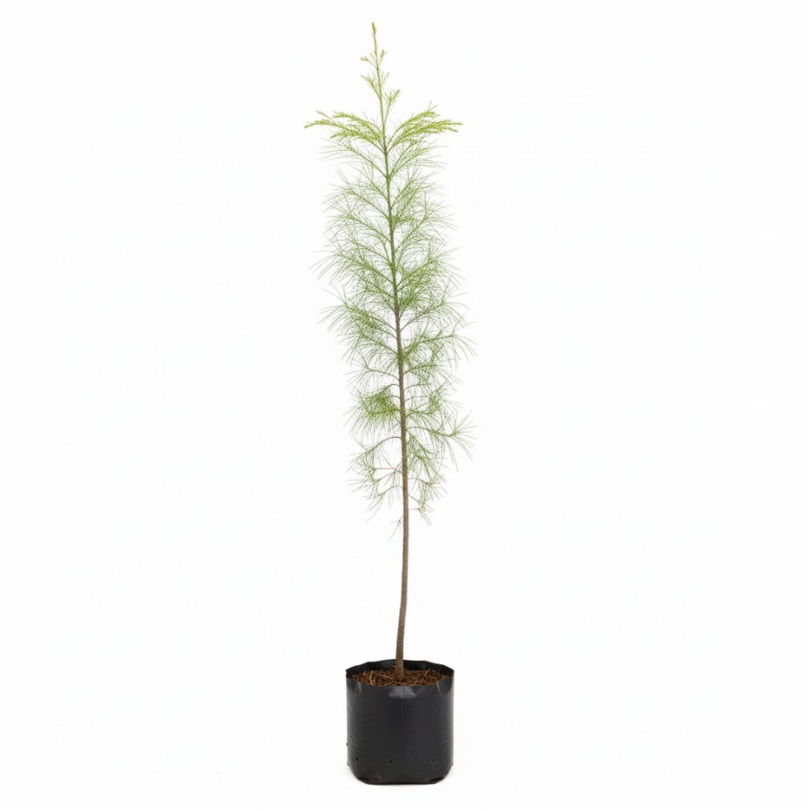ARBOL CASUARINA CHICO