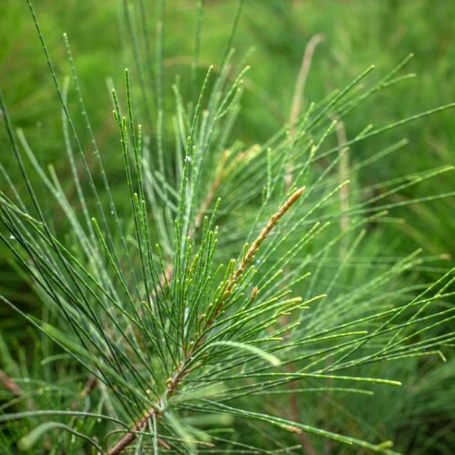 ARBOL CASUARINA CHICO