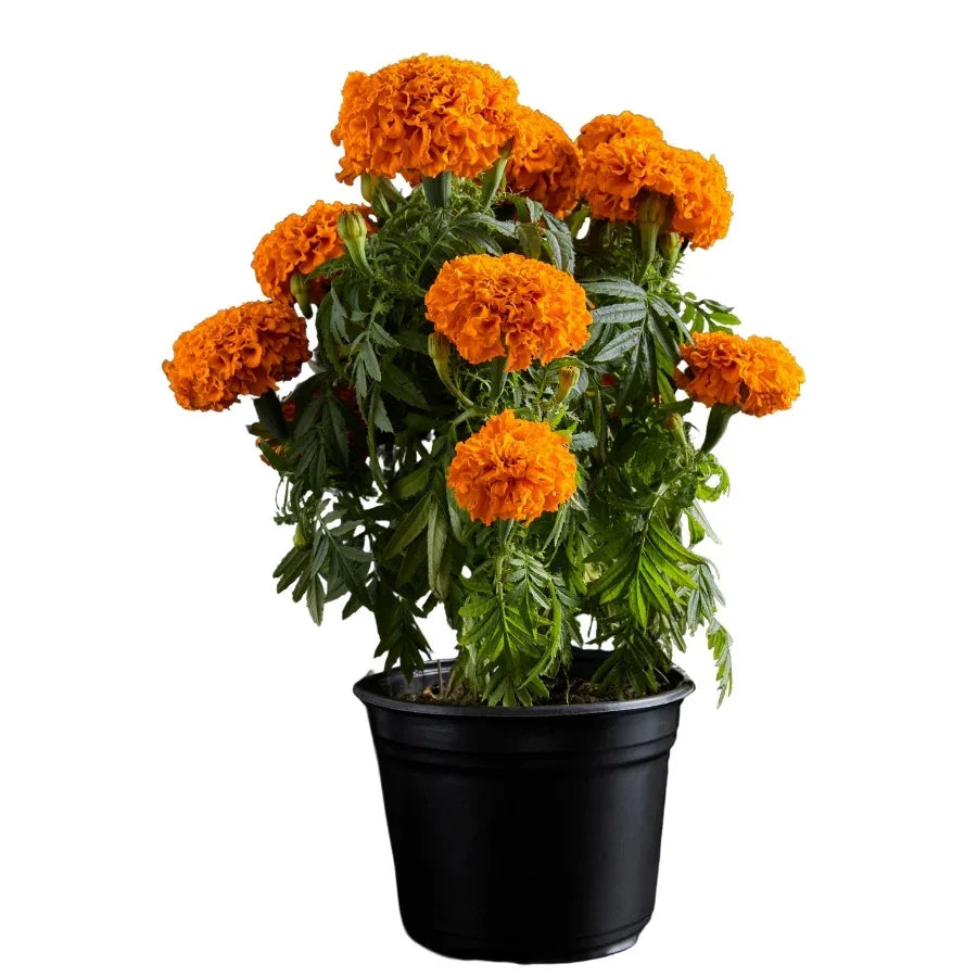 CEMPASUCHIL - Vivero Yañez 