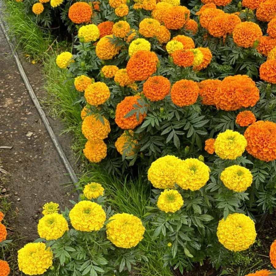 CEMPASUCHIL - Vivero Yañez 