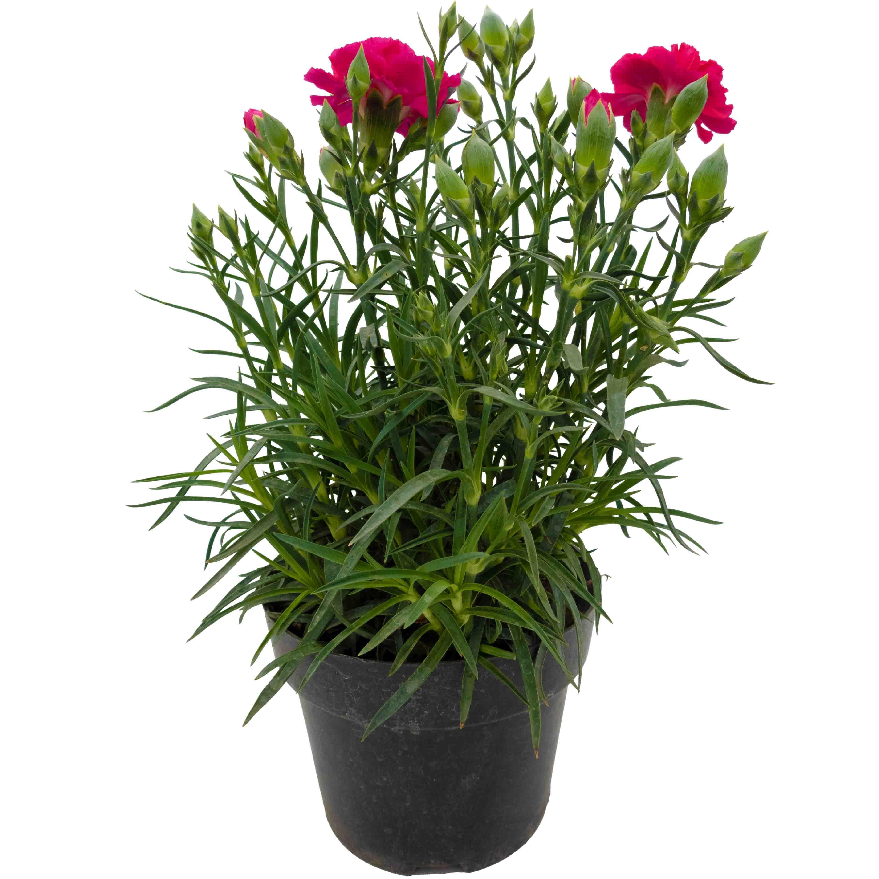 CLAVEL - Vivero Yañez 