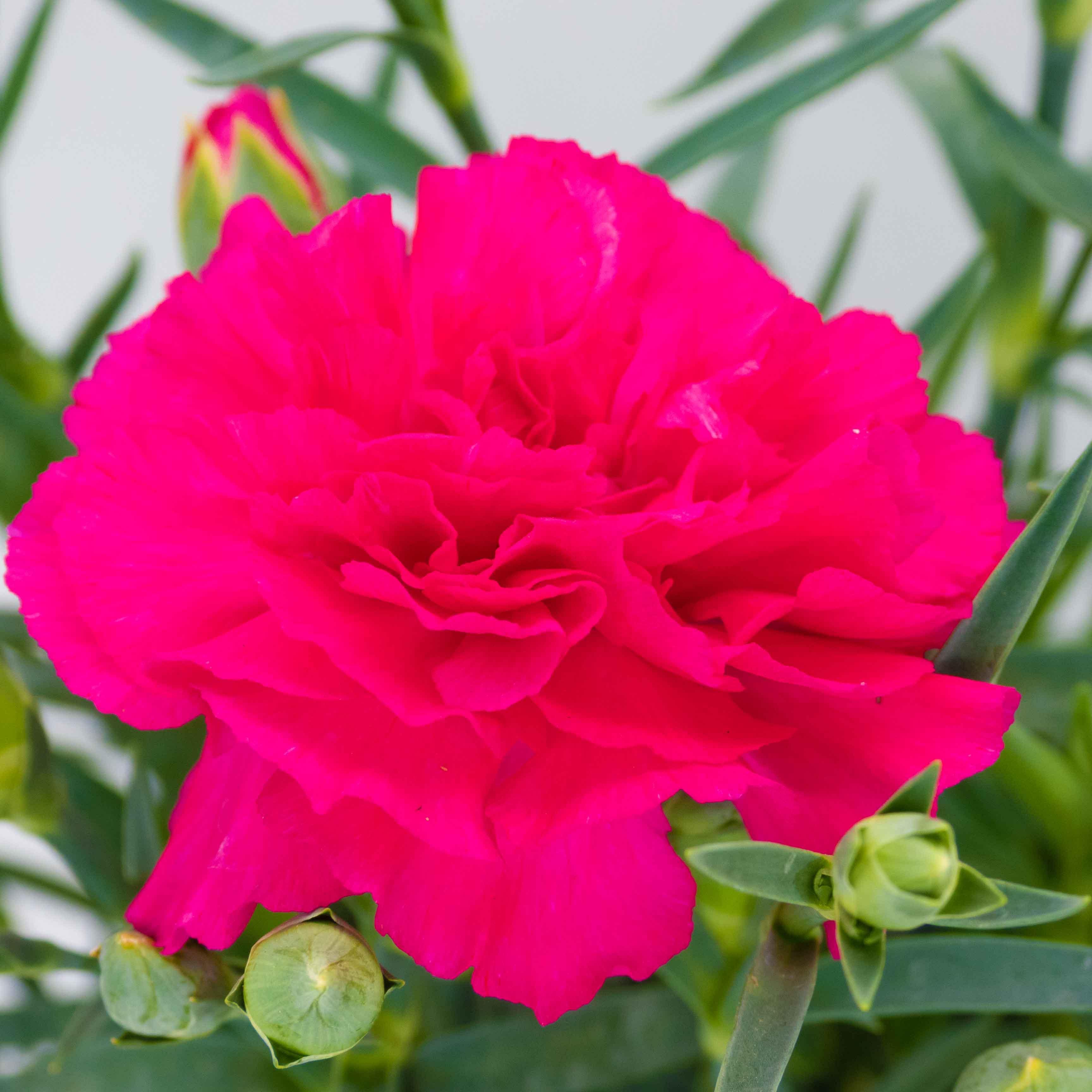 CLAVEL - Vivero Yañez 