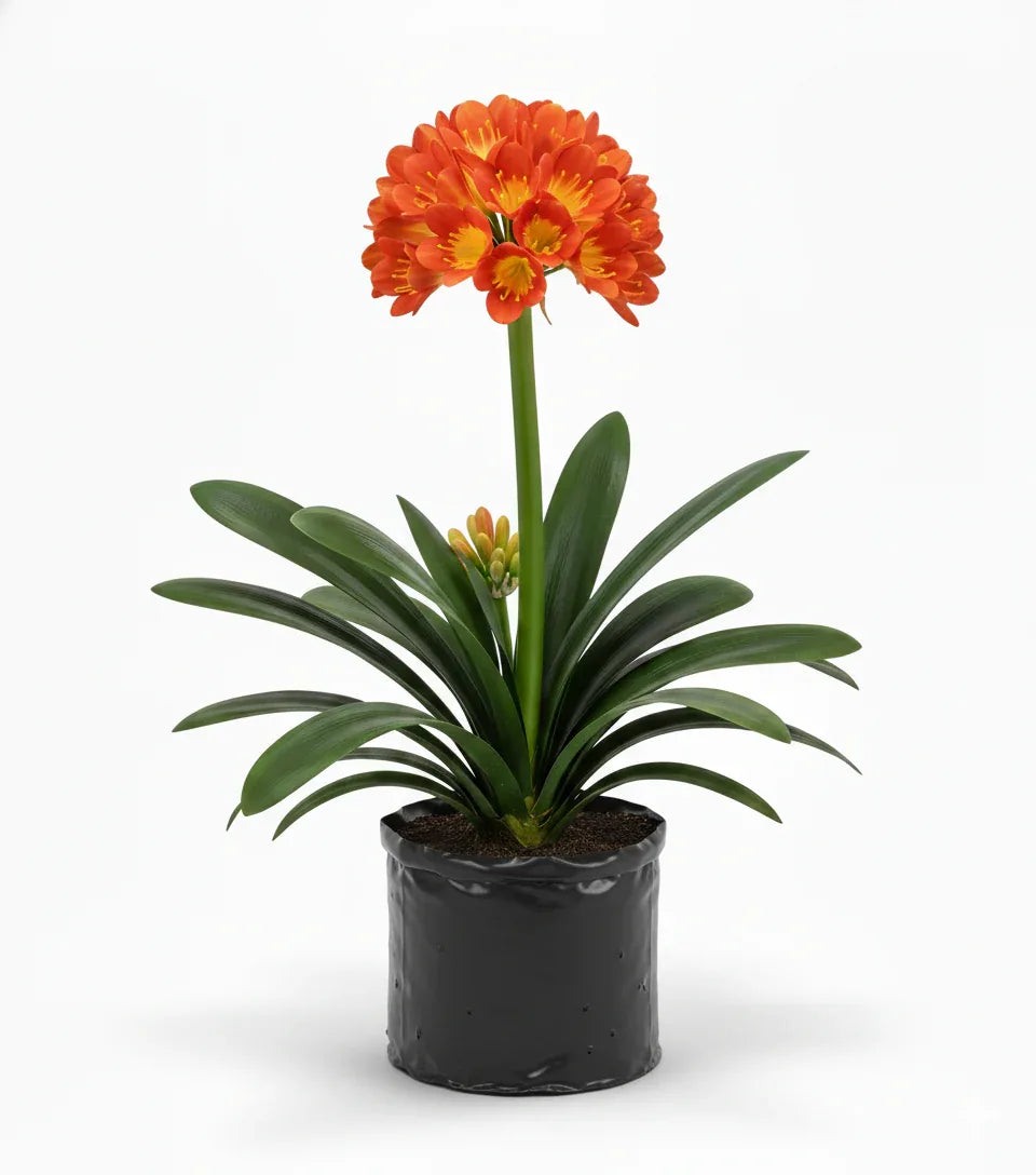 CLIVIA - Vivero Yañez 