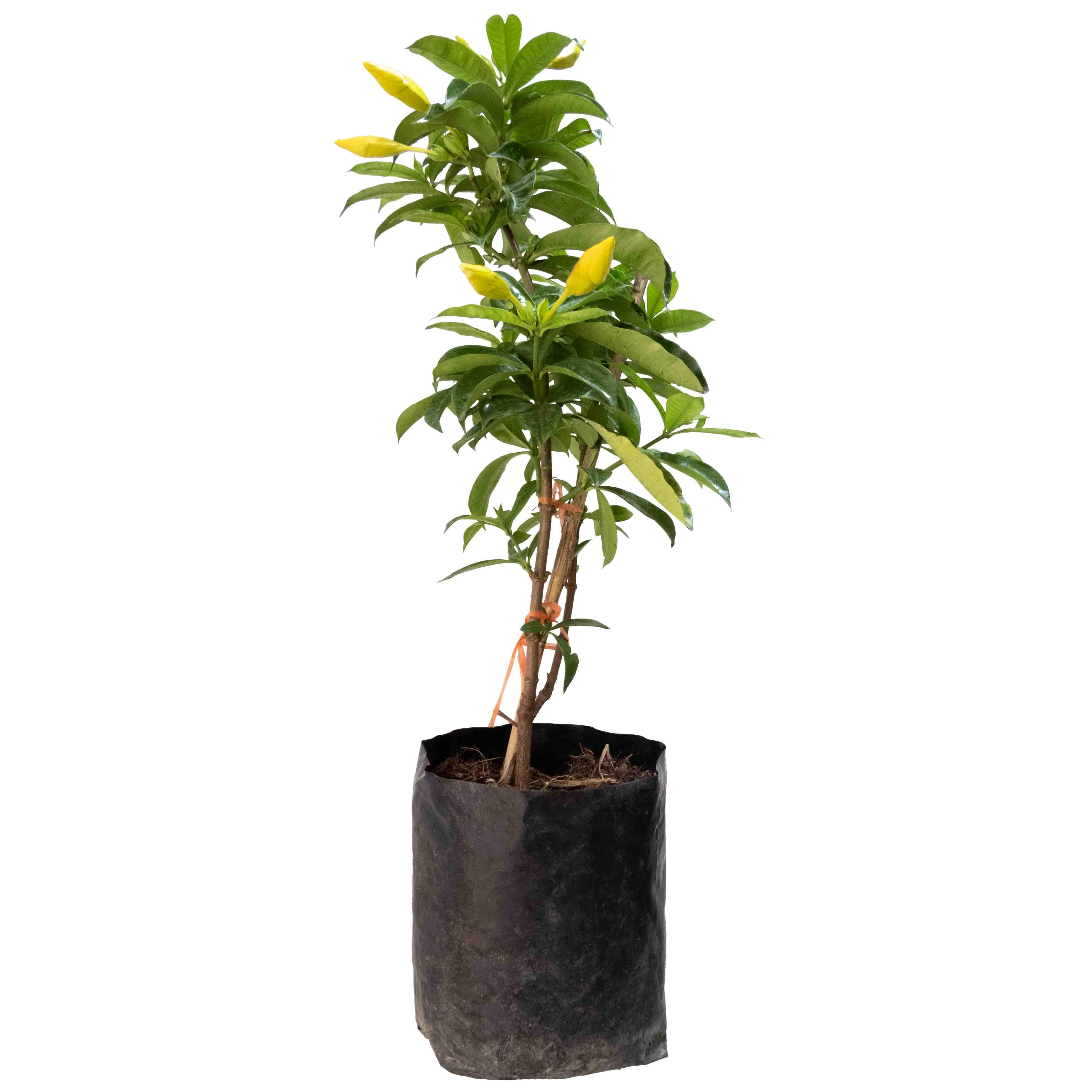 COPA DE ORO - Vivero Yañez 