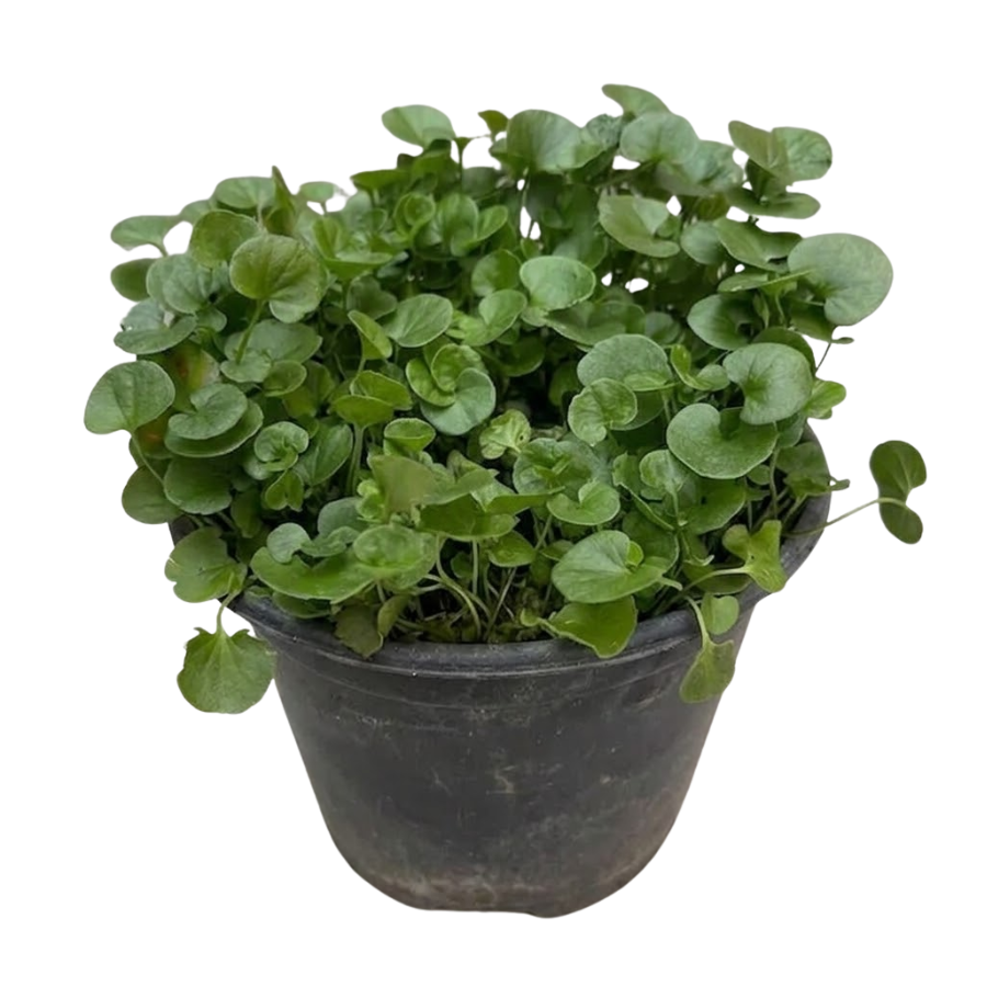 DICHONDRA