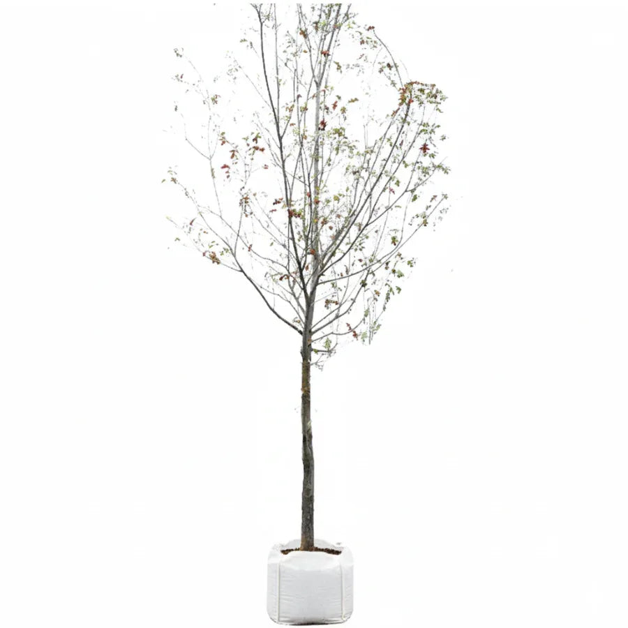 ARBOL ENCINO ROJO - Vivero Yañez 