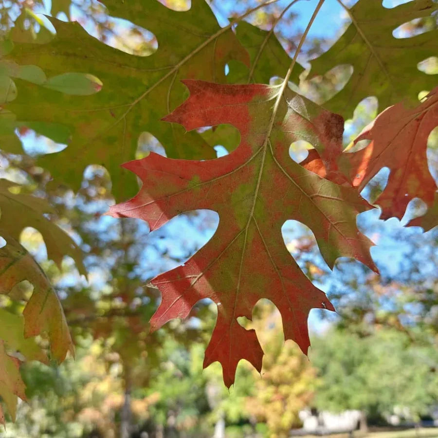 ARBOL ENCINO ROJO - Vivero Yañez 
