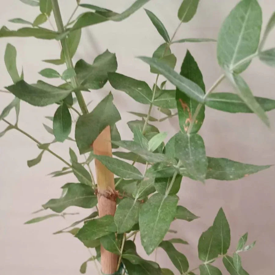ARBOL EUCALIPTO - Vivero Yañez 