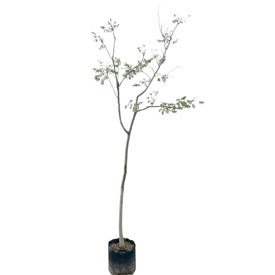 ARBOL FLAMA CHINA - Vivero Yañez 