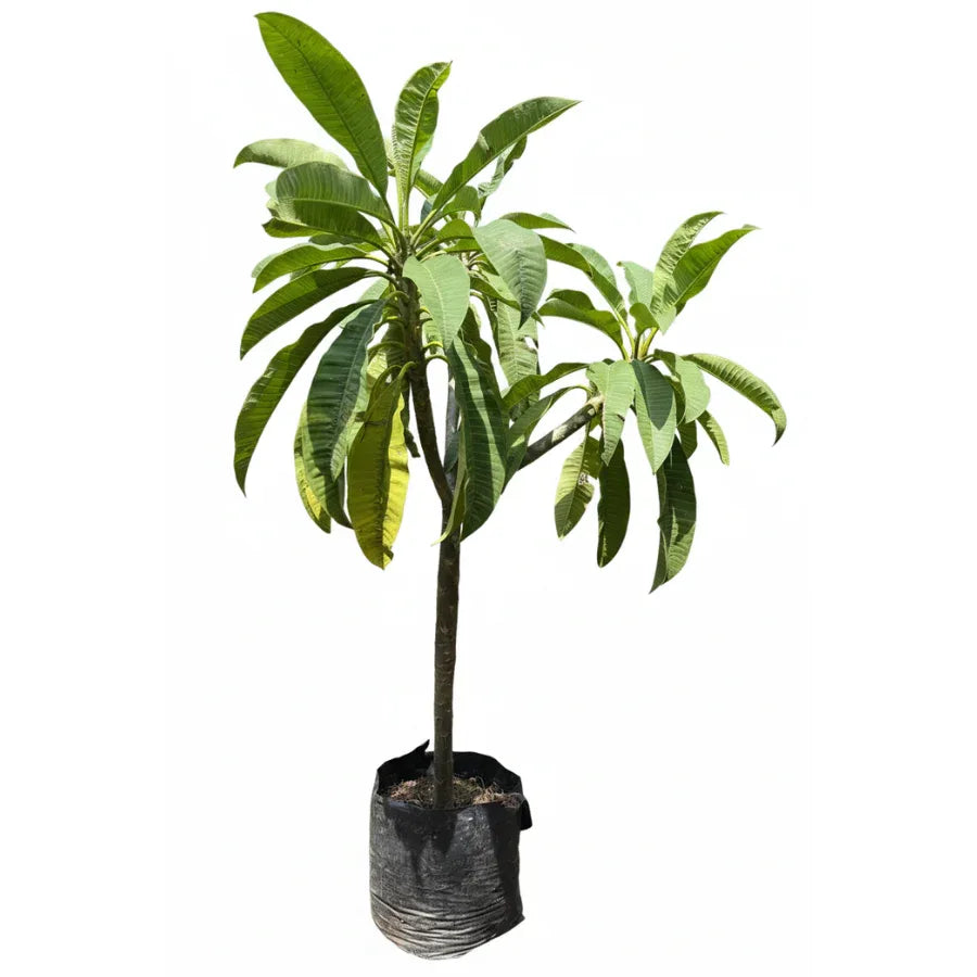 ARBOL FLOR DE MAYO (CACALOXOCHITL) - Vivero Yañez 
