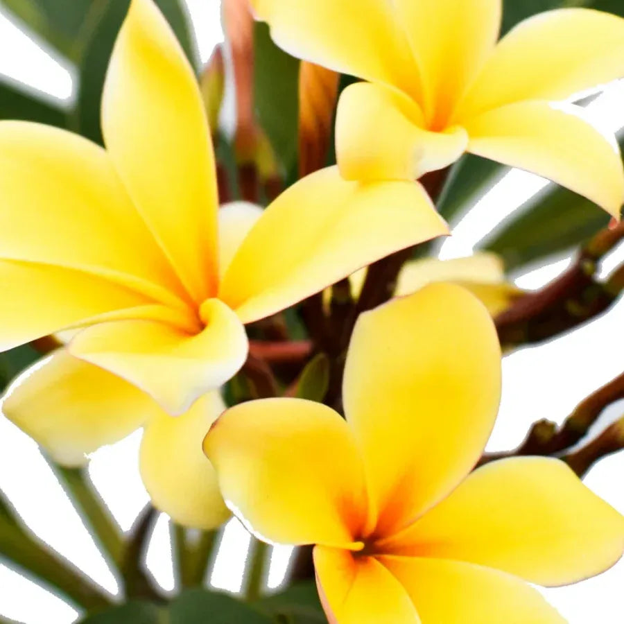 ARBOL FLOR DE MAYO (CACALOXOCHITL) - Vivero Yañez 
