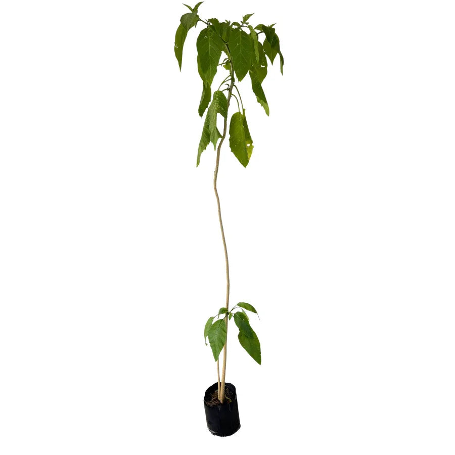 ARBOL FLORIPONDIO - Vivero Yañez 