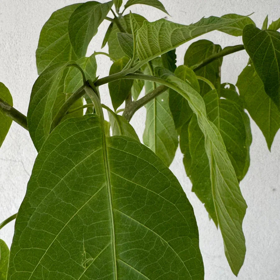 ARBOL FLORIPONDIO - Vivero Yañez 