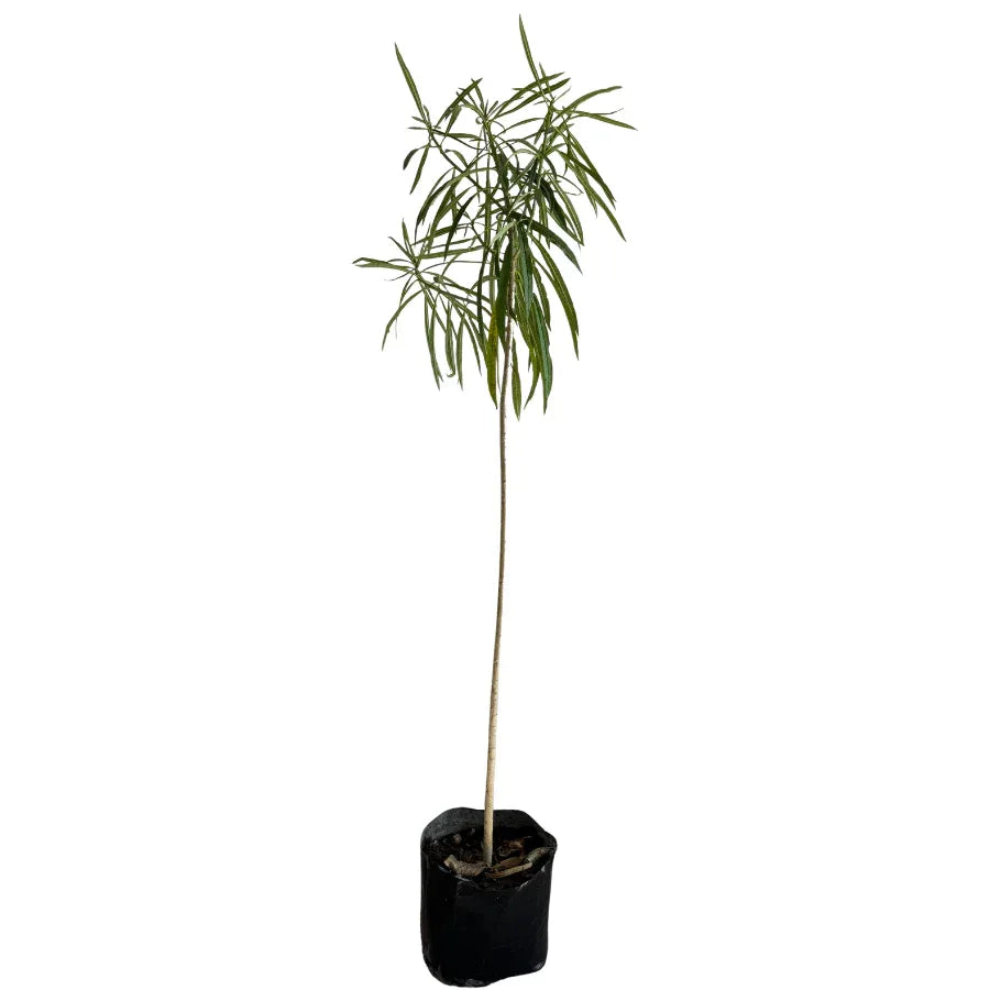 ARBOL FRAYLE - Vivero Yañez 