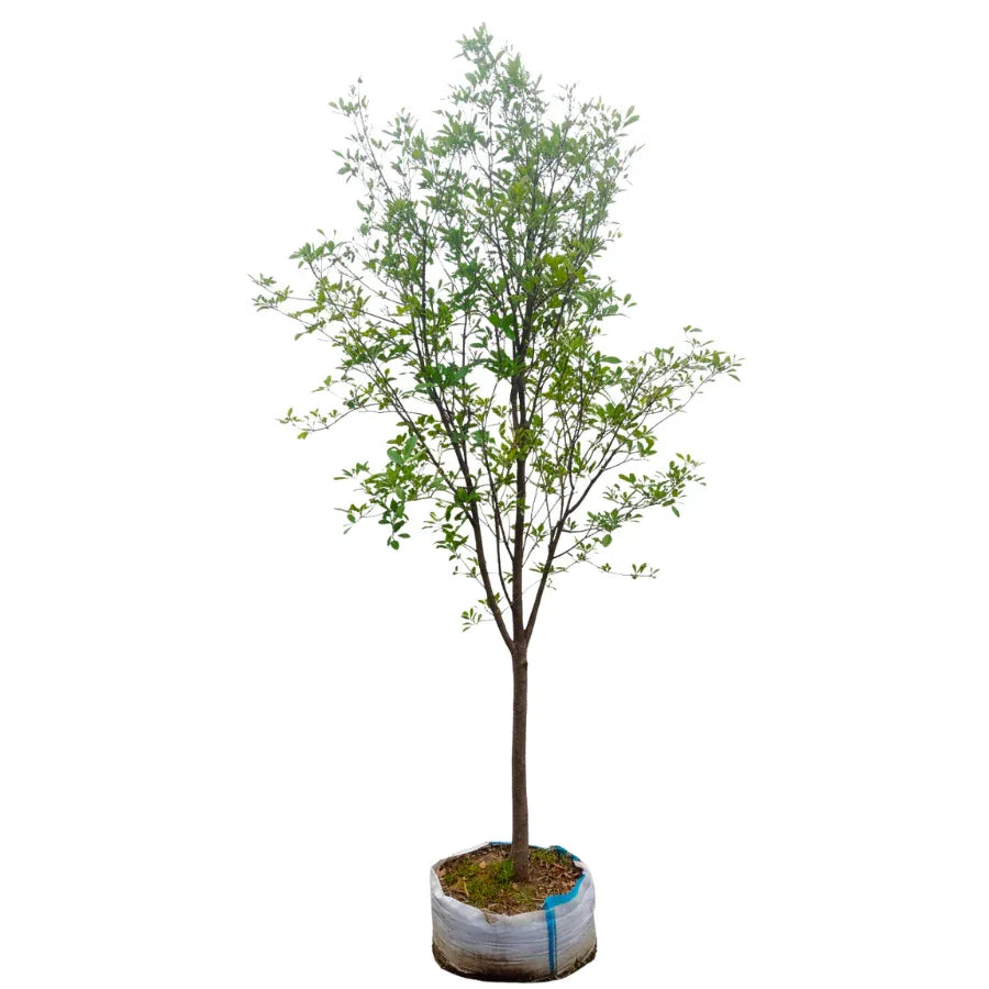 ARBOL FRESNO CALIFORNIANO - Vivero Yañez 
