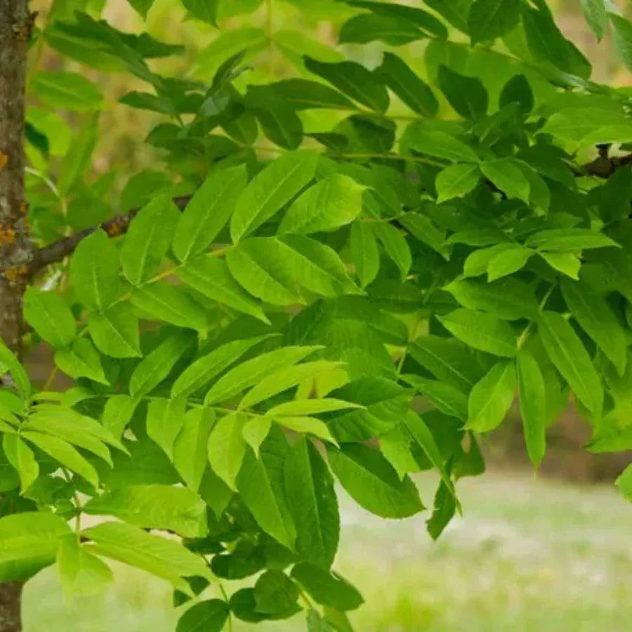 ARBOL FRESNO CALIFORNIANO - Vivero Yañez 