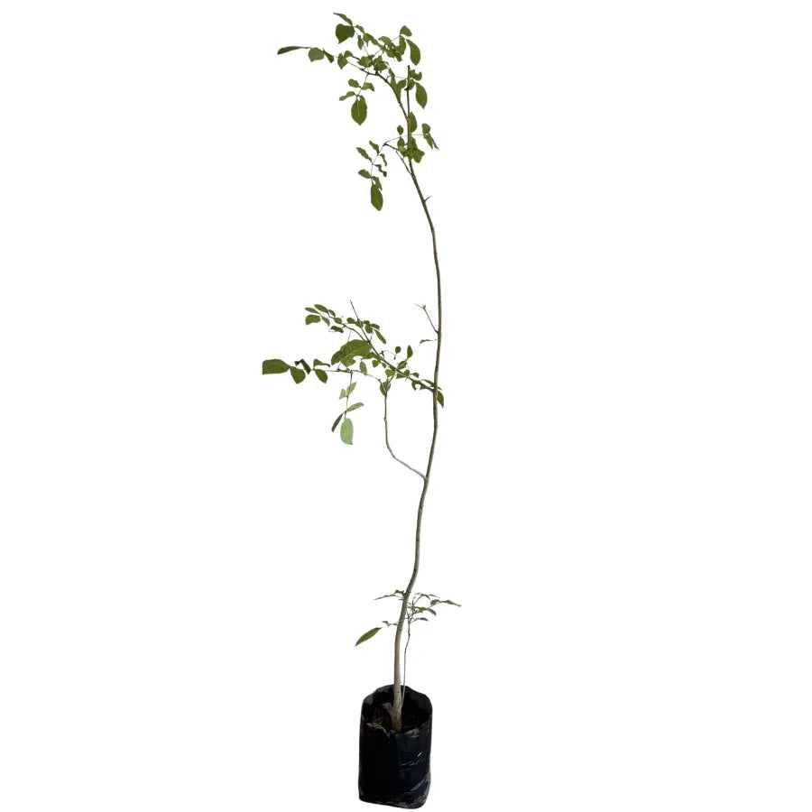 ARBOL FRESNO COMUN CHICO - Vivero Yañez 