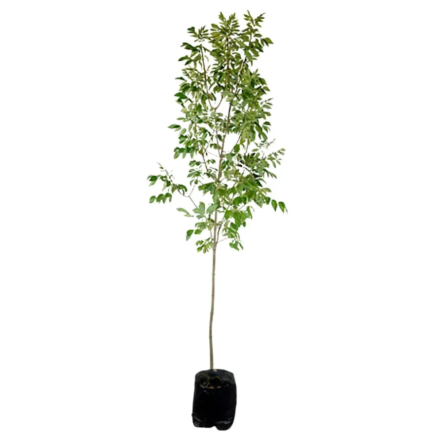 ARBOL FRESNO COMUN GRANDE - Vivero Yañez 