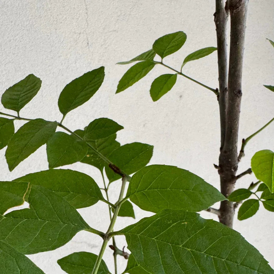 ARBOL FRESNO COMUN GRANDE - Vivero Yañez 