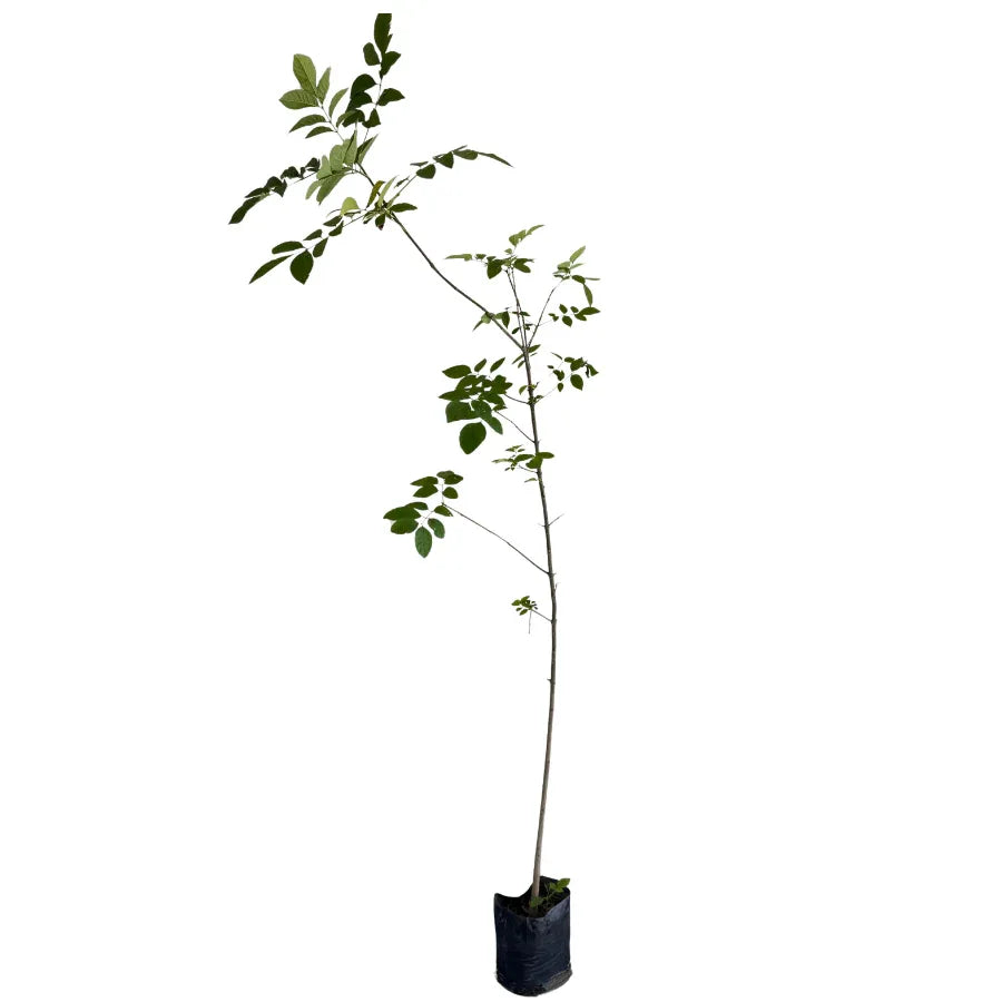 ARBOL FRESNO COMUN MEDIANO - Vivero Yañez 