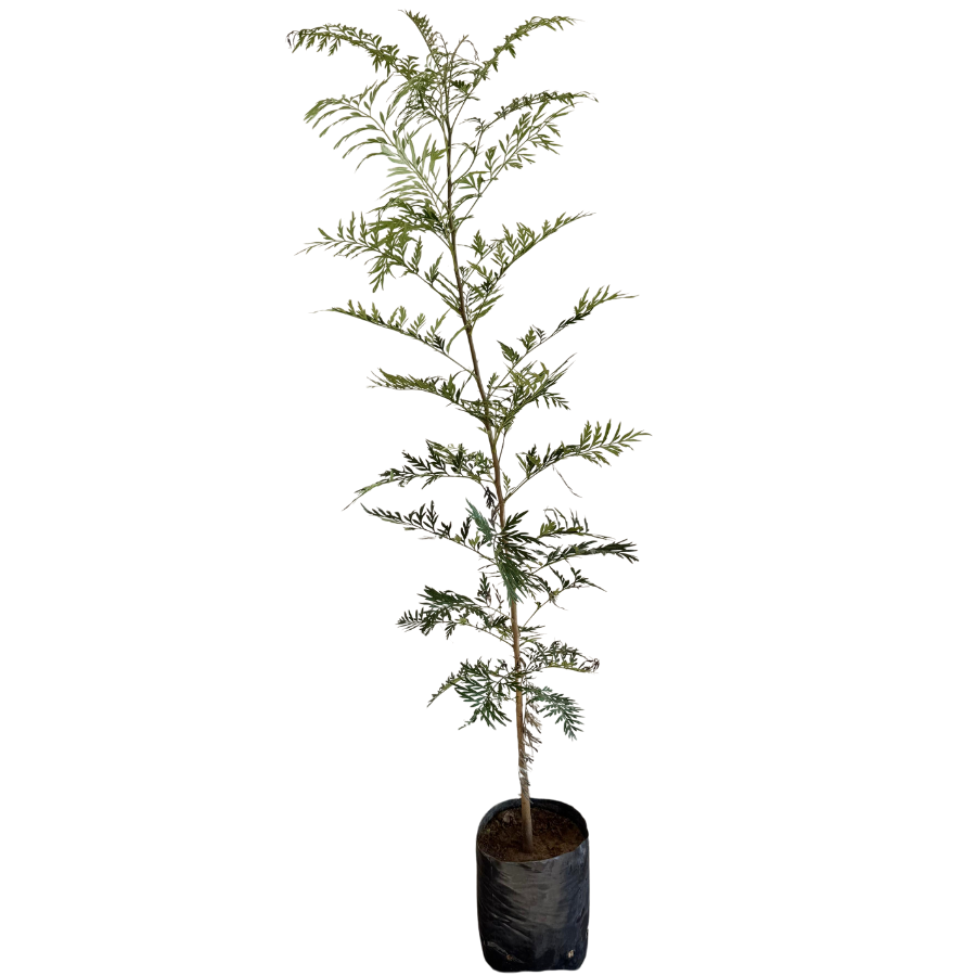 ARBOL GREVILLEA CHICO