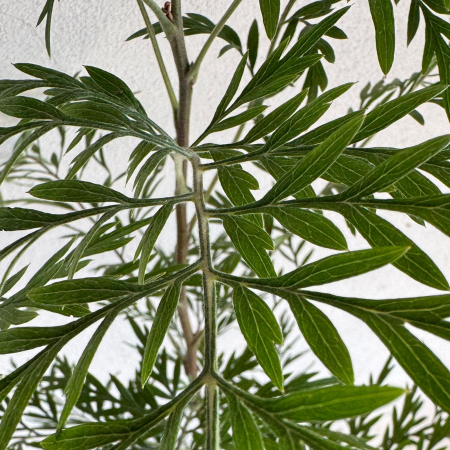 ARBOL GREVILLEA CHICO