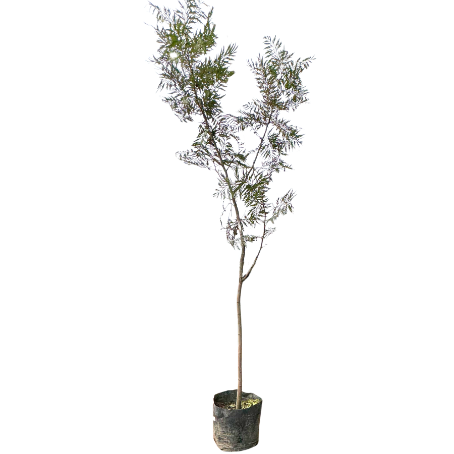 ARBOL GREVILLEA MEDIANO
