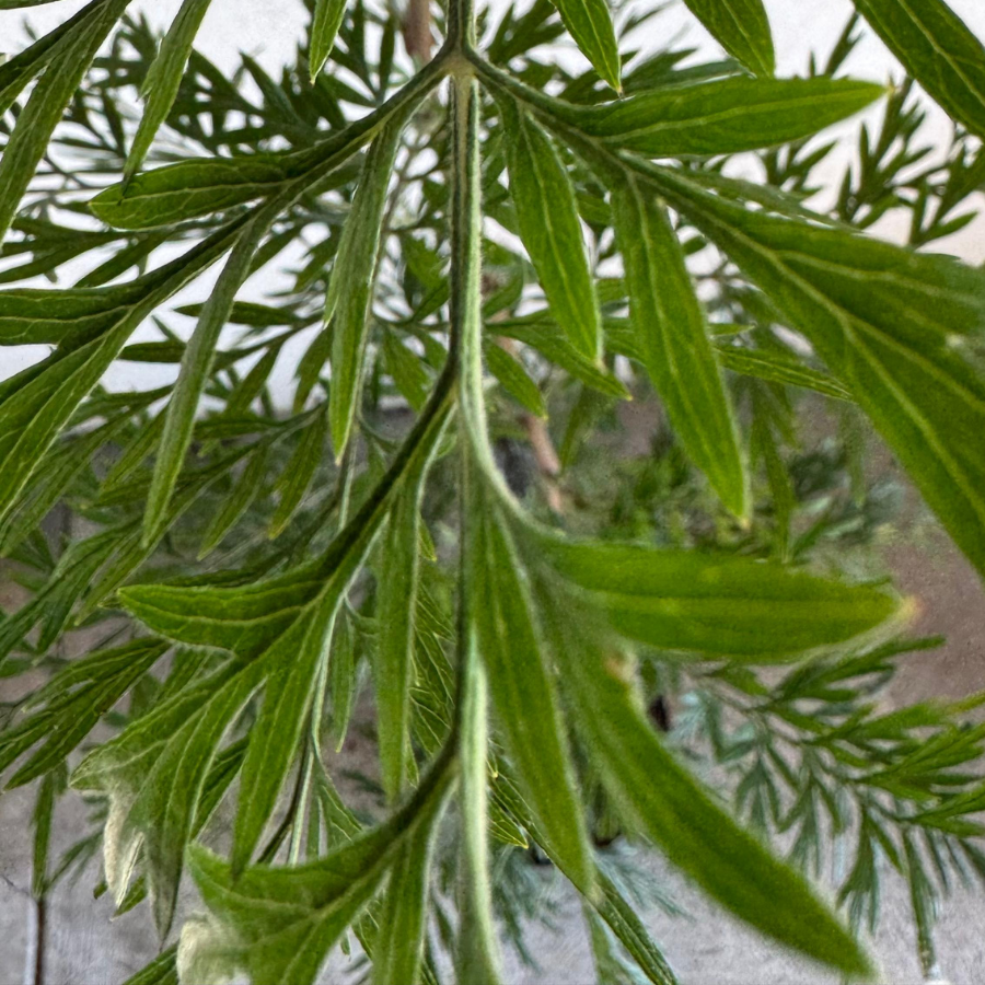 ARBOL GREVILLEA MEDIANO