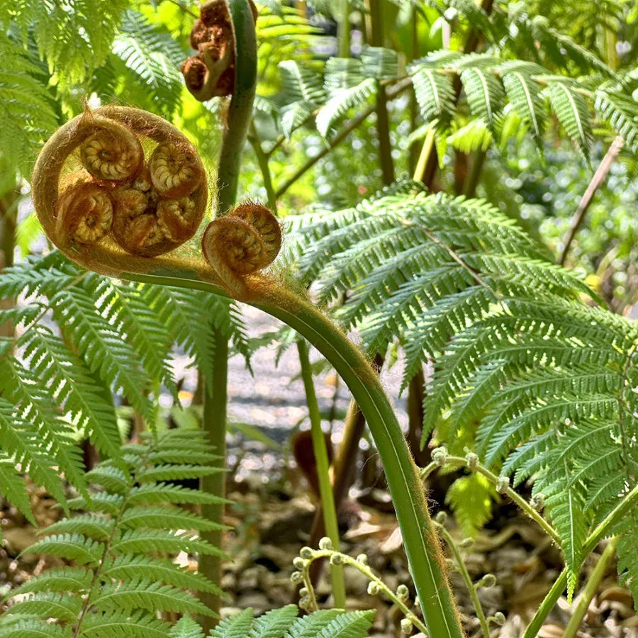 HELECHO CHIVO - Vivero Yañez 