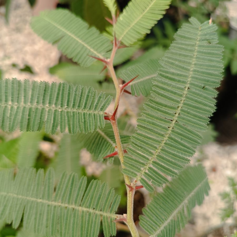 ARBOL HUIZACHE GRANDE