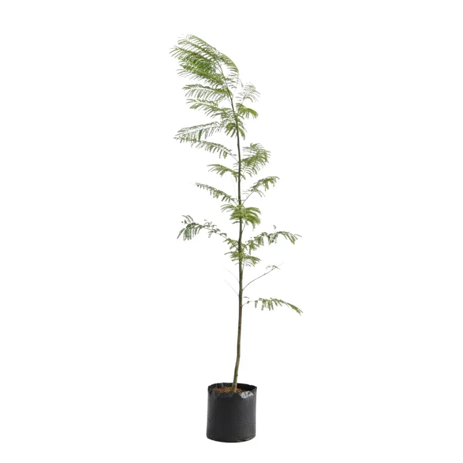 ARBOL JACARANDA GRANDE - Vivero Yañez 