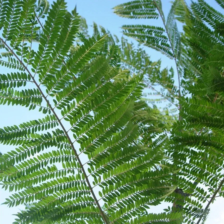 ARBOL JACARANDA GRANDE - Vivero Yañez 