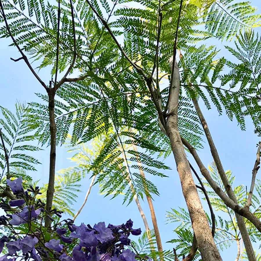ARBOL JACARANDA MEDIANO - Vivero Yañez 