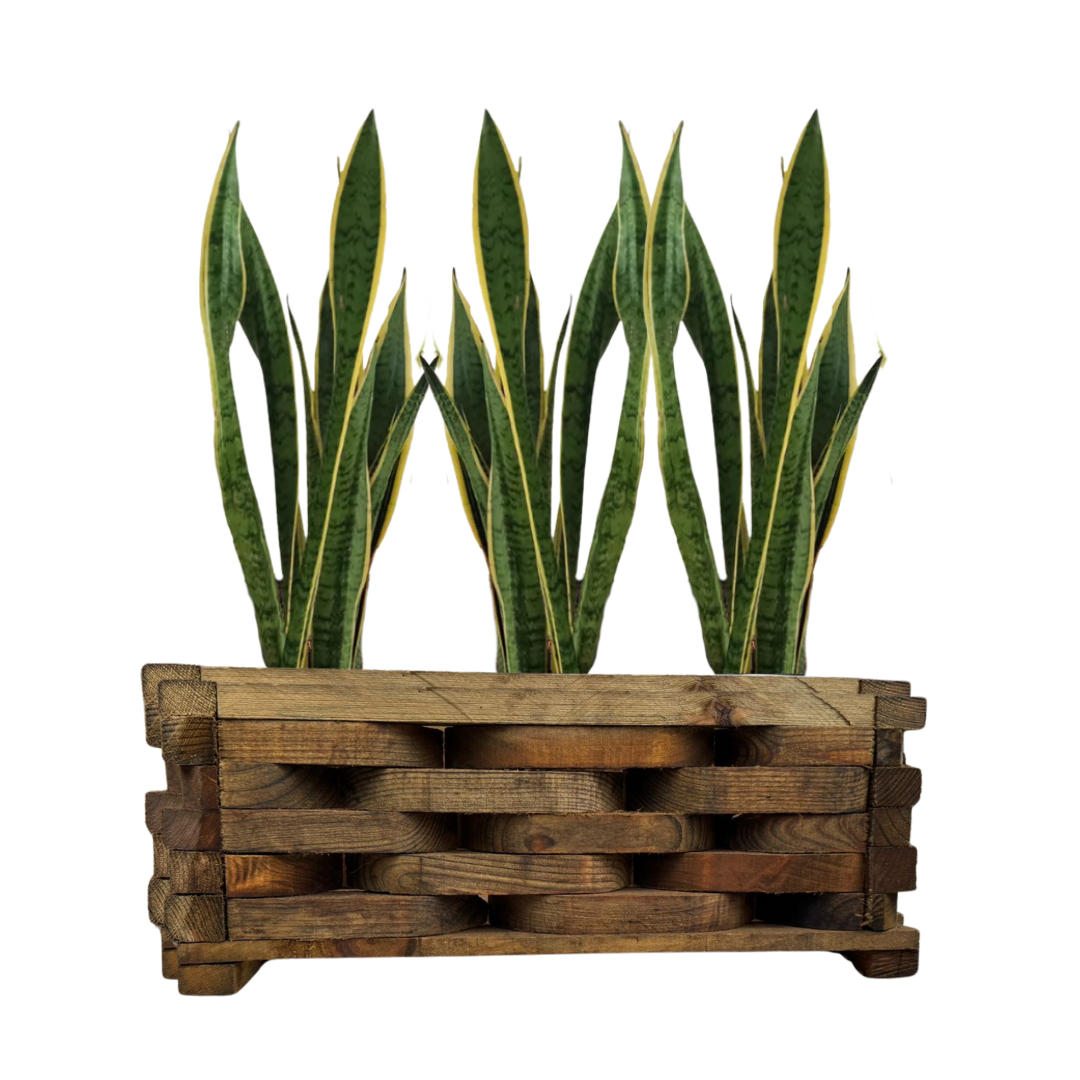 MACETA MADERA TIPO JARDINERA PIÑA CHICA