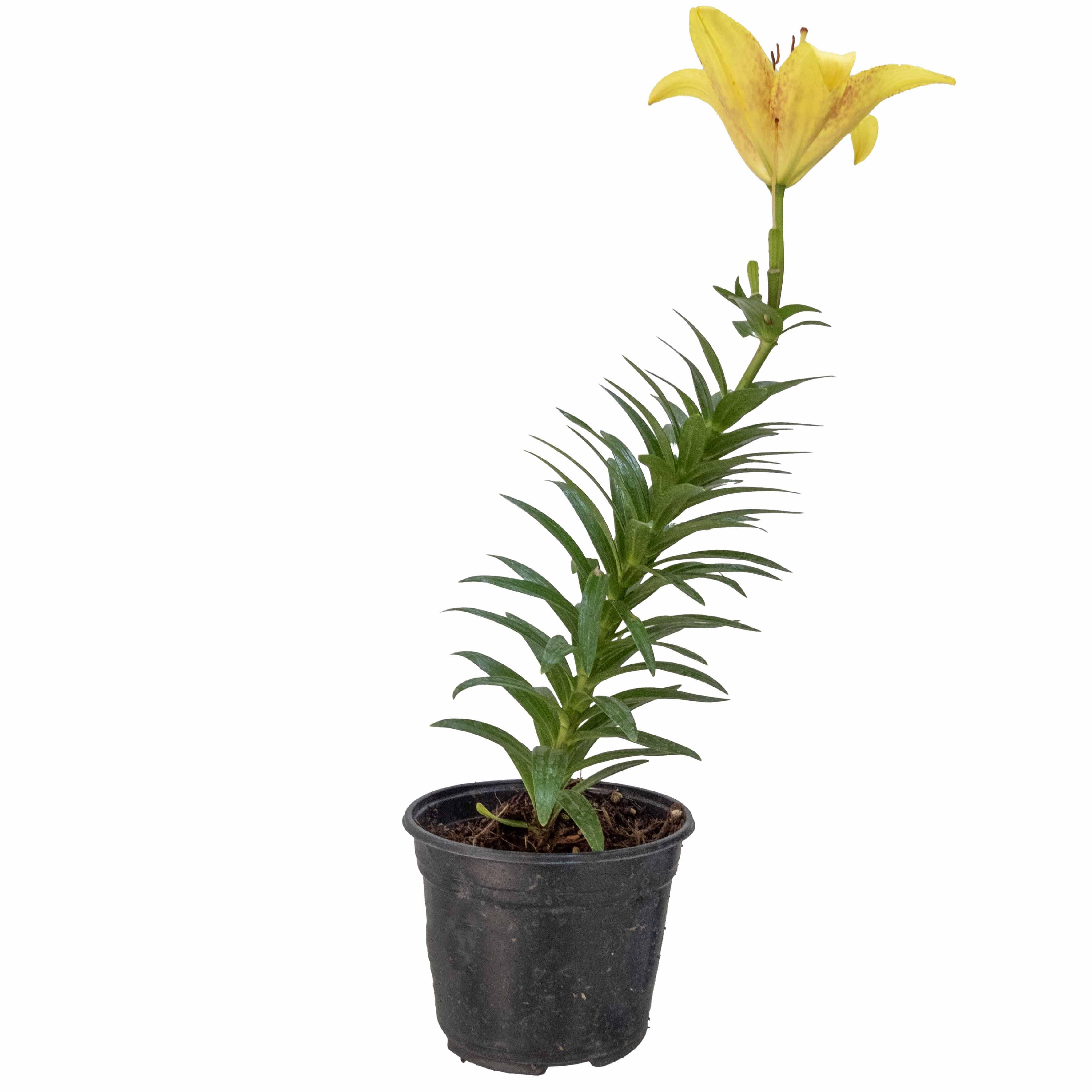 LILIS - Vivero Yañez 