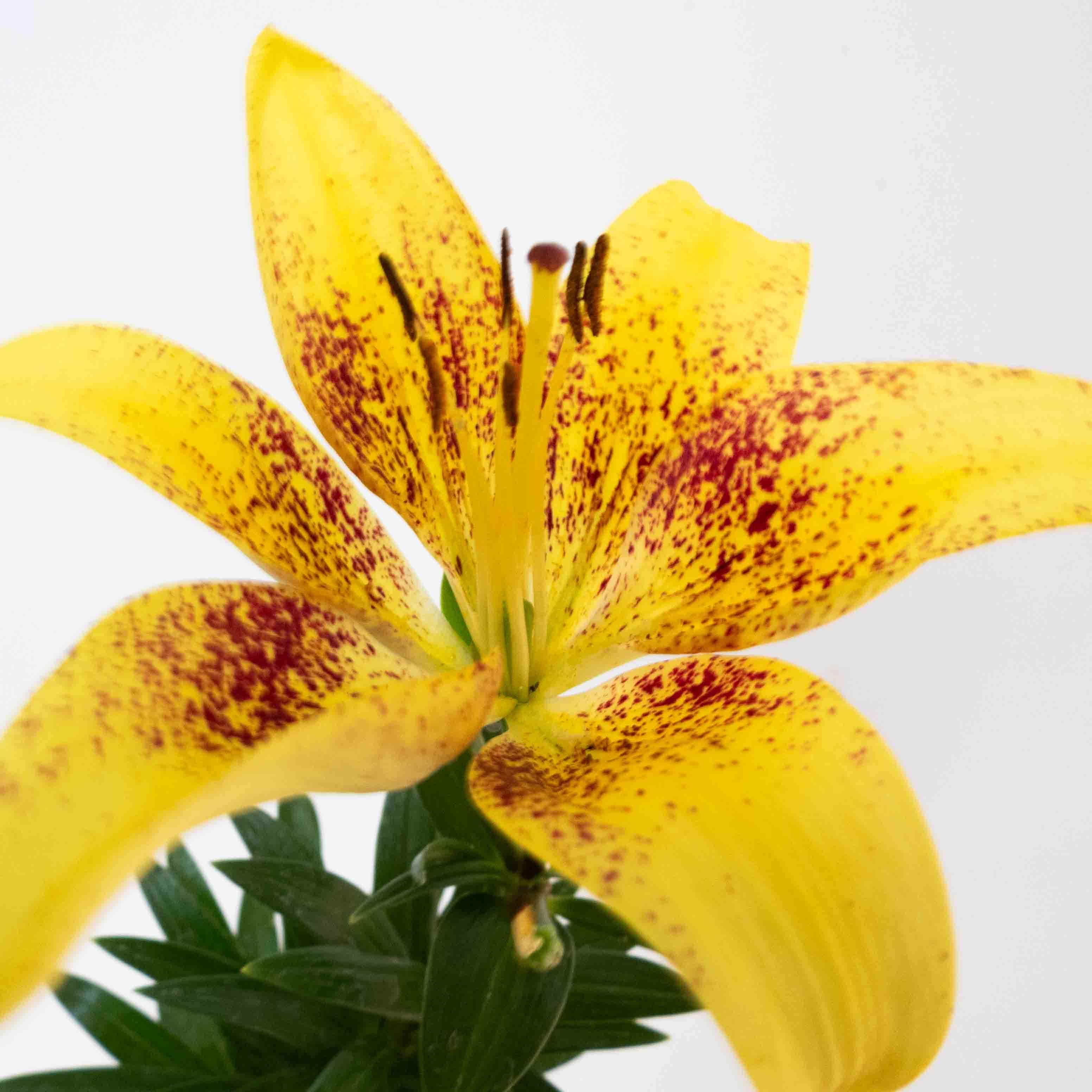 LILIS - Vivero Yañez 