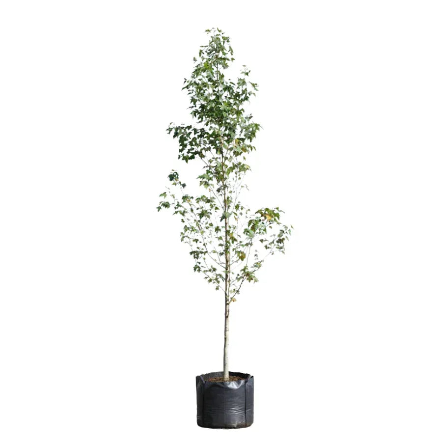 ARBOL LIQUIDAMBAR - Vivero Yañez 