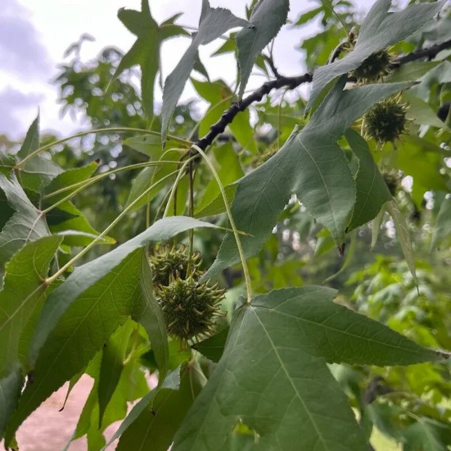ARBOL LIQUIDAMBAR - Vivero Yañez 