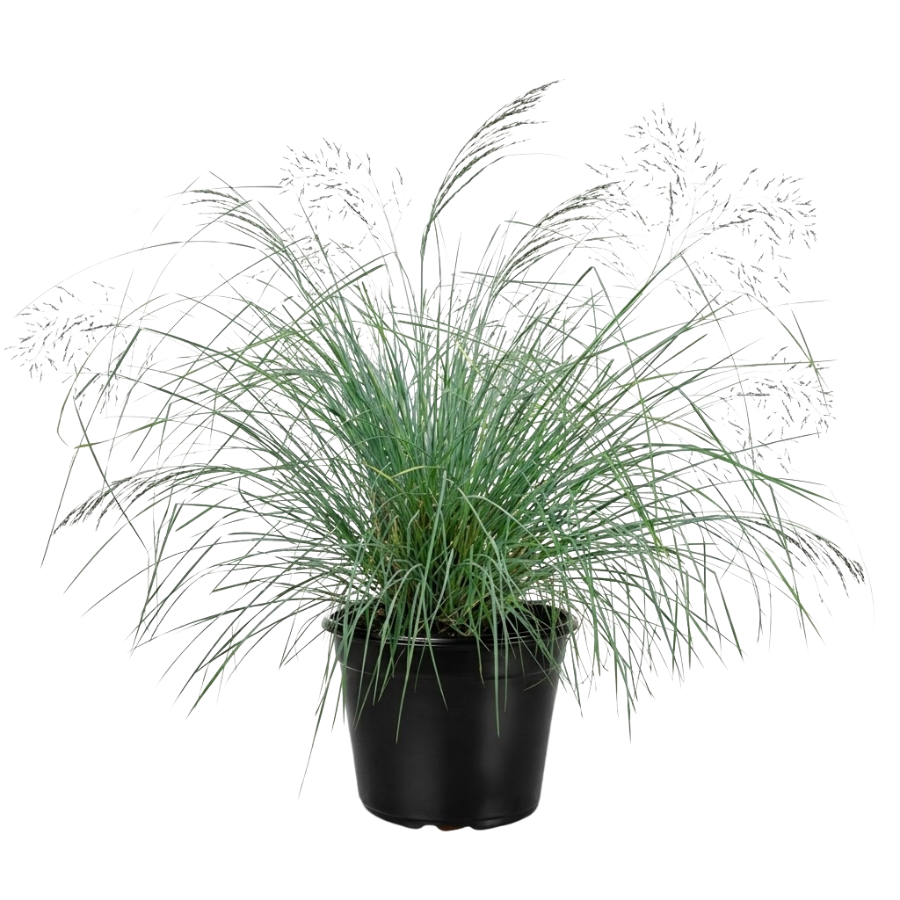 LOVEGRASS